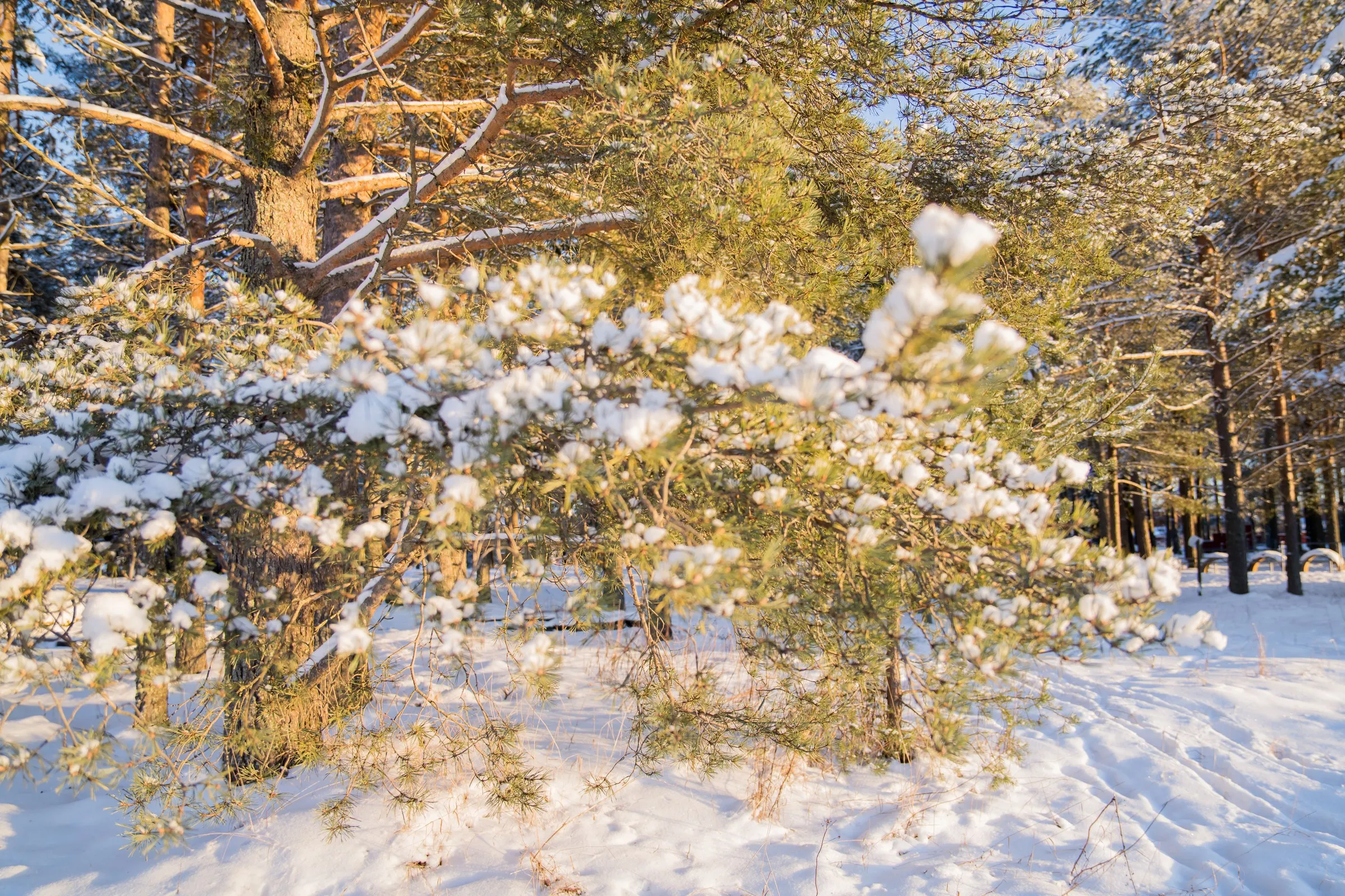 Fresh snow resting on pine branches beneath a winter sky